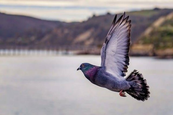 Capturer la beauté en Vol : Les Clés de la Photographie d'Oiseaux