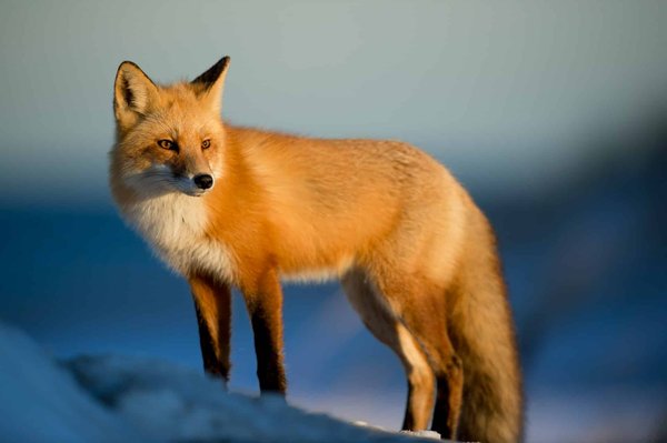 7 astuces incontournables pour photographier les animaux en mouvement