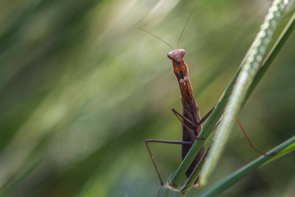 Comment photographier les animaux de nuit : les secrets de la photographie nocturne