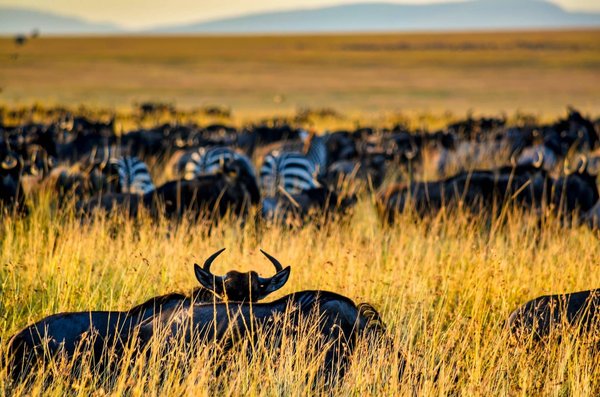 Comment Approcher les Animaux Sauvages pour les Photographier : Les Secrets des Incophiles Confirmés